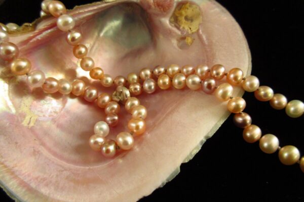 Product Image: Freshwater Pearl Collection