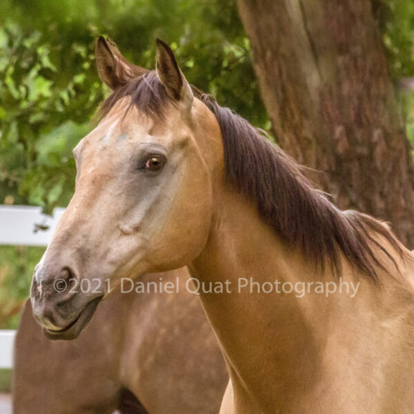 Product Image: Canvas Prints from Equine (horse) Photographs
