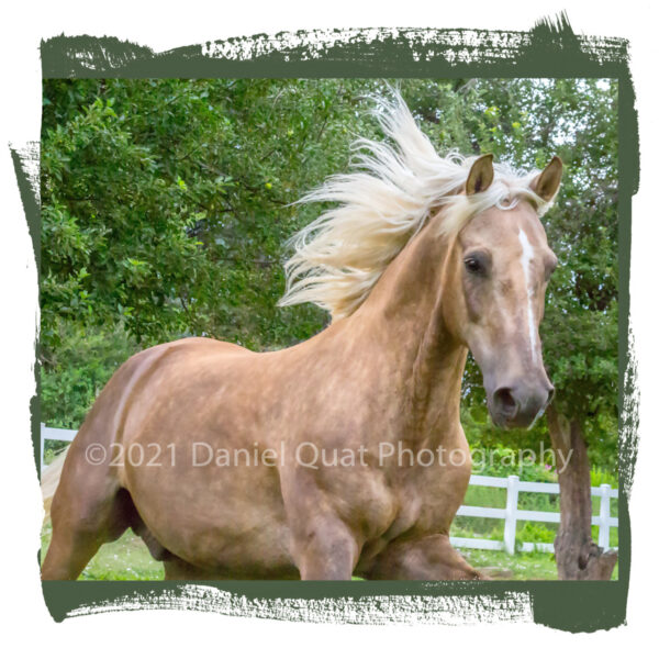 Product Image: Canvas Prints from Equine (horse) Photographs