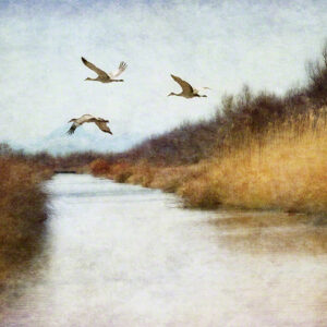 Product Image: Textured Photograph by Karen Waters ‘Three Cranes’