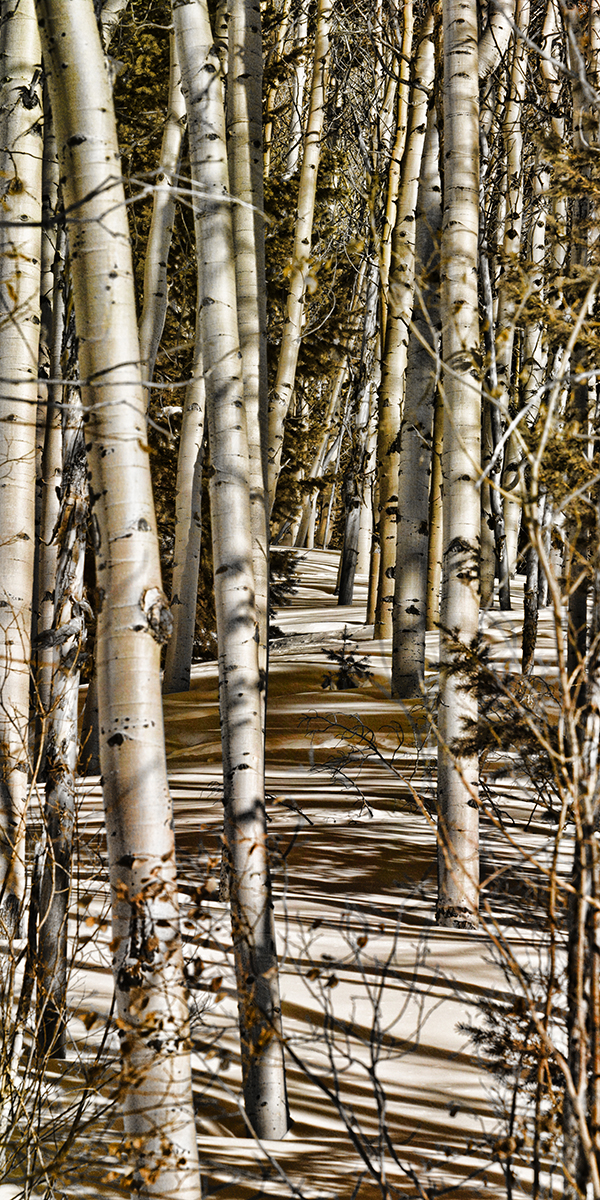 Product Image: Textured Photography by Karen Waters ‘Among the Aspens Deep’