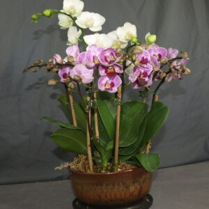 Product Image: Orchid gift arrangement