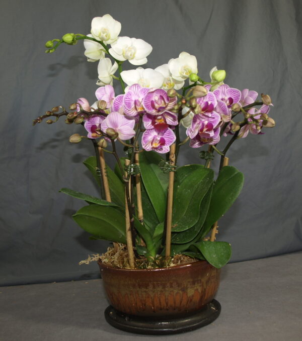 Product Image: Orchid gift arrangement