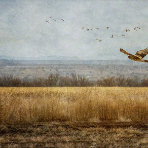 Product Image: Textured Photograph on Canvas by Karen Waters, ‘Flight Over Bernardo’