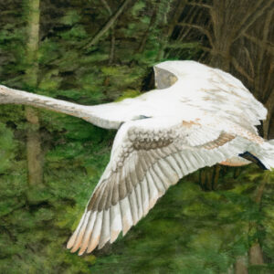 Product Image: Grace in Flight