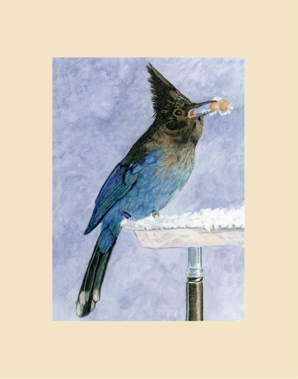 Product Image: Steller’s Jay