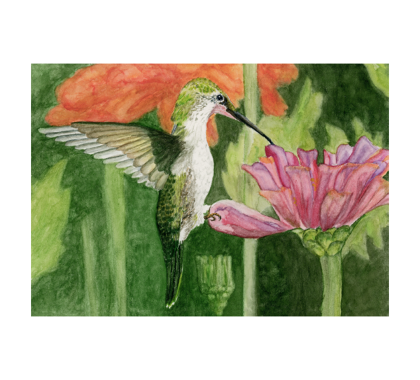 Product Image: Hummingbird, Prints