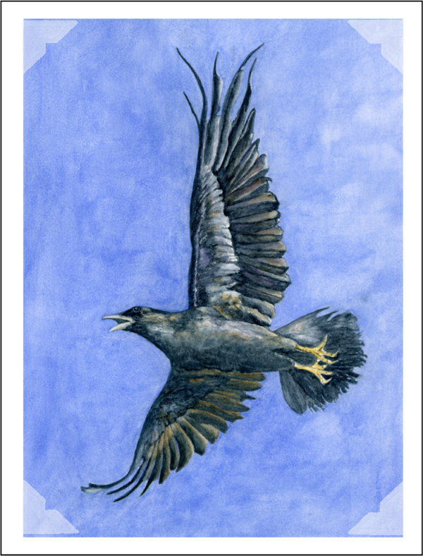 Product Image: Ravens and Jays Notecards