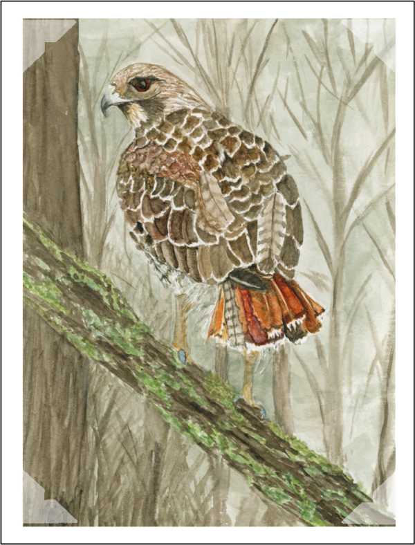 Product Image: Hawks and Owls Note cards