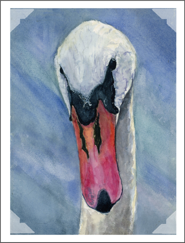 Product Image: Swans Note Cards