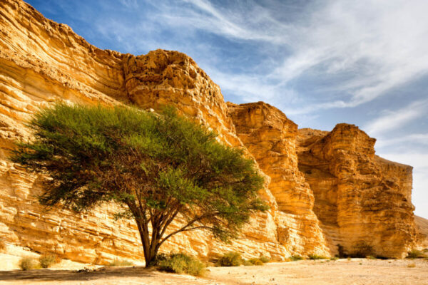 Product Image: Acacia Trees, Tzukim, Israel, 2015