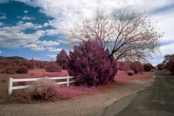 Product Image: White Fence and Trees, Santa Fe, New Mexico, 2022
