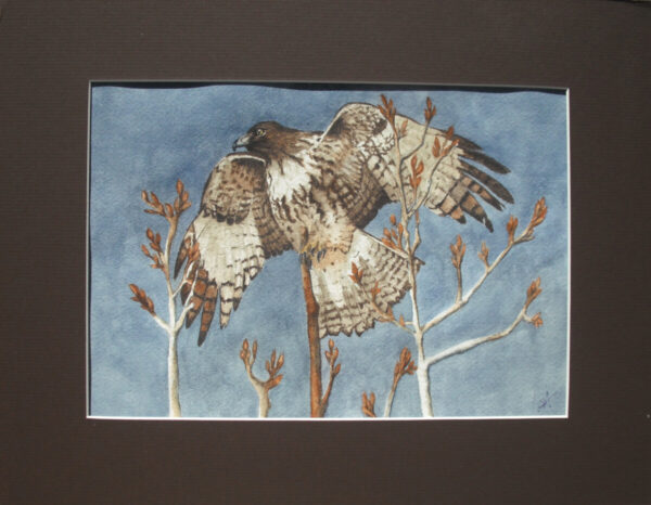 Product Image: Taos Hawk