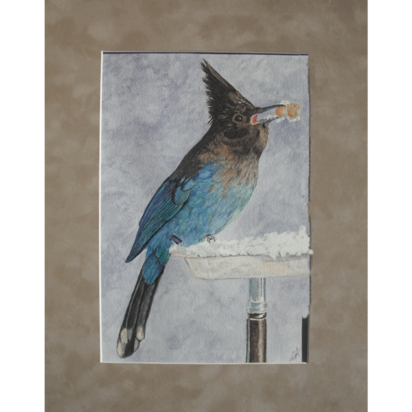 Product Image: Steller’s Jay