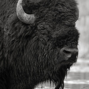 Product Image: Bison in Yellowstone