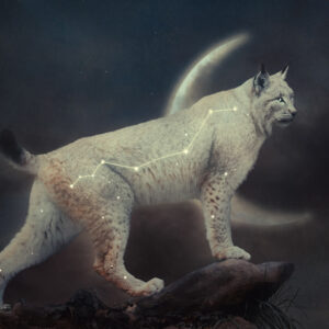 Product Image: Celestial Lynx