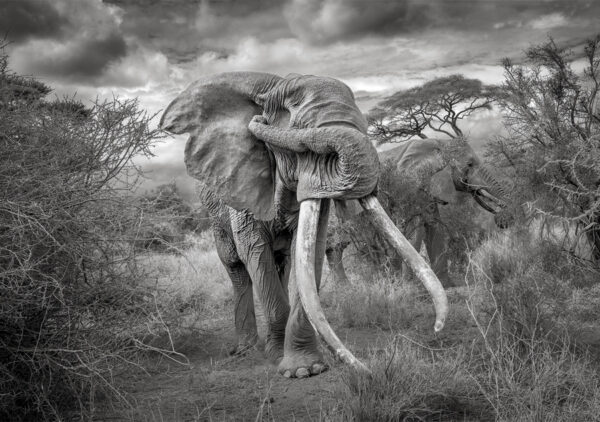 Product Image: Craig Hiding, Southern Kenya ’22