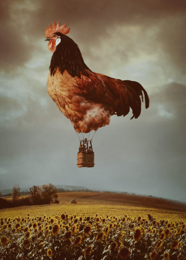 Product Image: Fly Chicken Fly by Sarah Burge