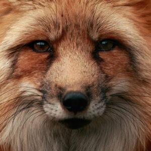 Product Image: Fox Portrait