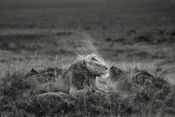 Product Image: Half Tail in the Rain, Kenya ’22
