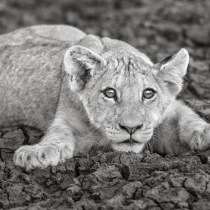 Product Image: Lion Cub, South Africa ’18