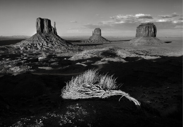 Product Image: Monument Valley Bush