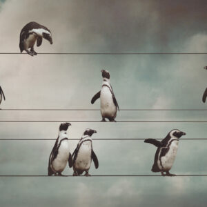 Product Image: Penguins On The Line