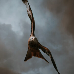 Product Image: Red Kite in Flight