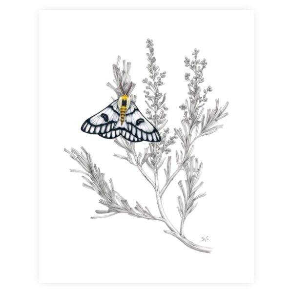 Product Image: Hera Buckmoth & Great Basin Sagebrush (Print)