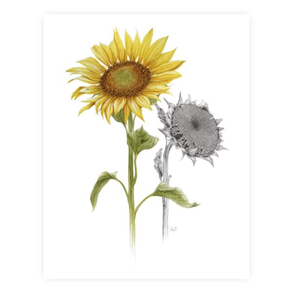 Product Image: Life Cycle of a Sunflower (Print)