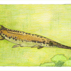 Product Image: Garr Fish Card