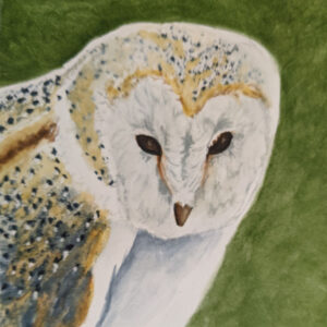 Product Image: Barn Owl #9″