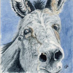 Product Image: “Burro #4”