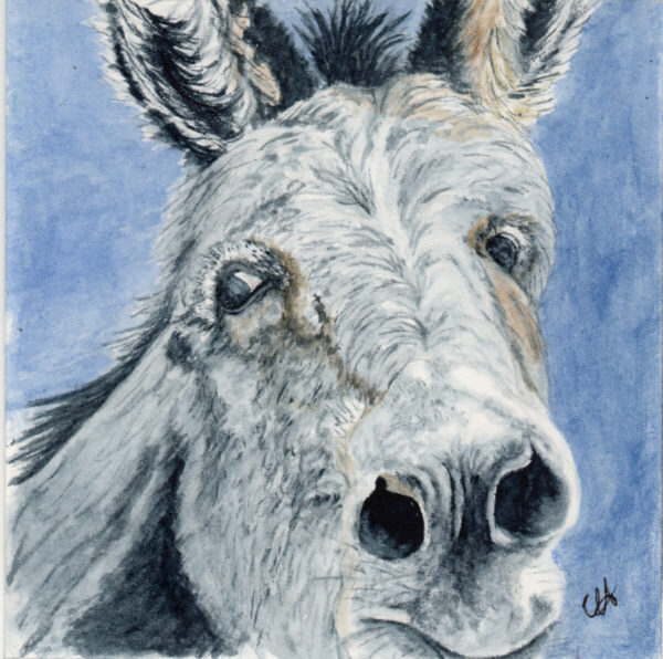 Product Image: “Burro #4”