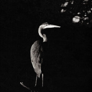 Product Image: Wildlife: Great Blue Heron