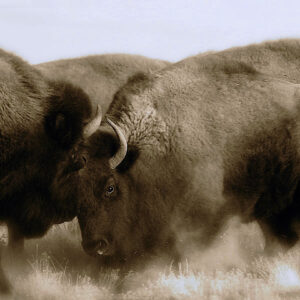 Product Image: Wildlife: Bison