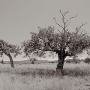 Product Image: Landscape: Pecos Wilderness