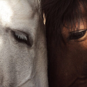 Product Image: Wildlife: Friendship / Horses