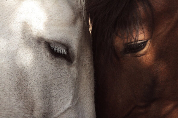 Product Image: Wildlife: Friendship / Horses