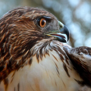 Product Image: Wildlife: Red-tail Hawk / Juvenile