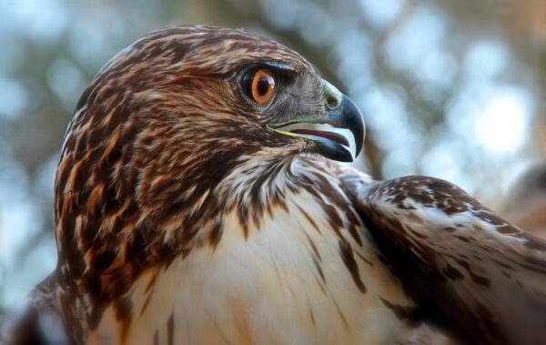 Product Image: Wildlife: Red-tail Hawk / Juvenile