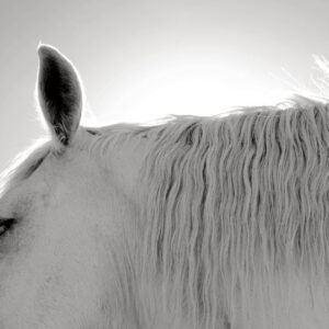 Product Image: Wildlife: Backlit White Horse