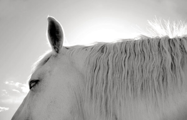 Product Image: Wildlife: Backlit White Horse