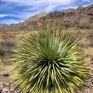 Product Image: Dripping Springs New Mexico