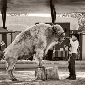 Product Image: White Buffalo, New Mexico Expo, Albuquerque, New Mexico, 2012, Palladium Print