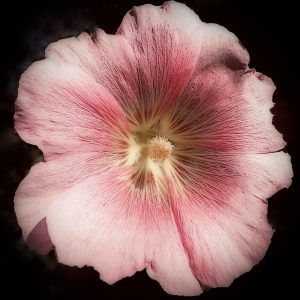 Product Image: Hollyhock with Black Background