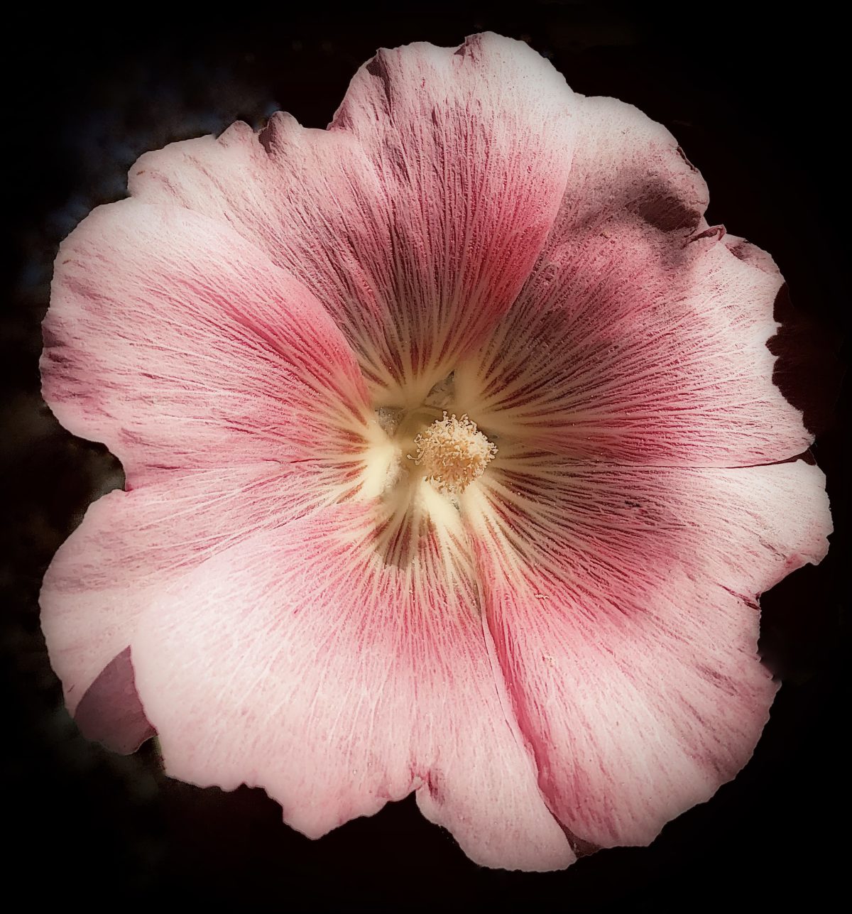 Santa Fe Marketplace Hollyhock with Black Background Product Image: Hollyhock with Black Background