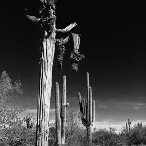 Product Image: Saguaro Skelton / B&W