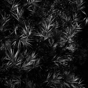 Product Image: Arizona Fescue / a Native Bunchgrass