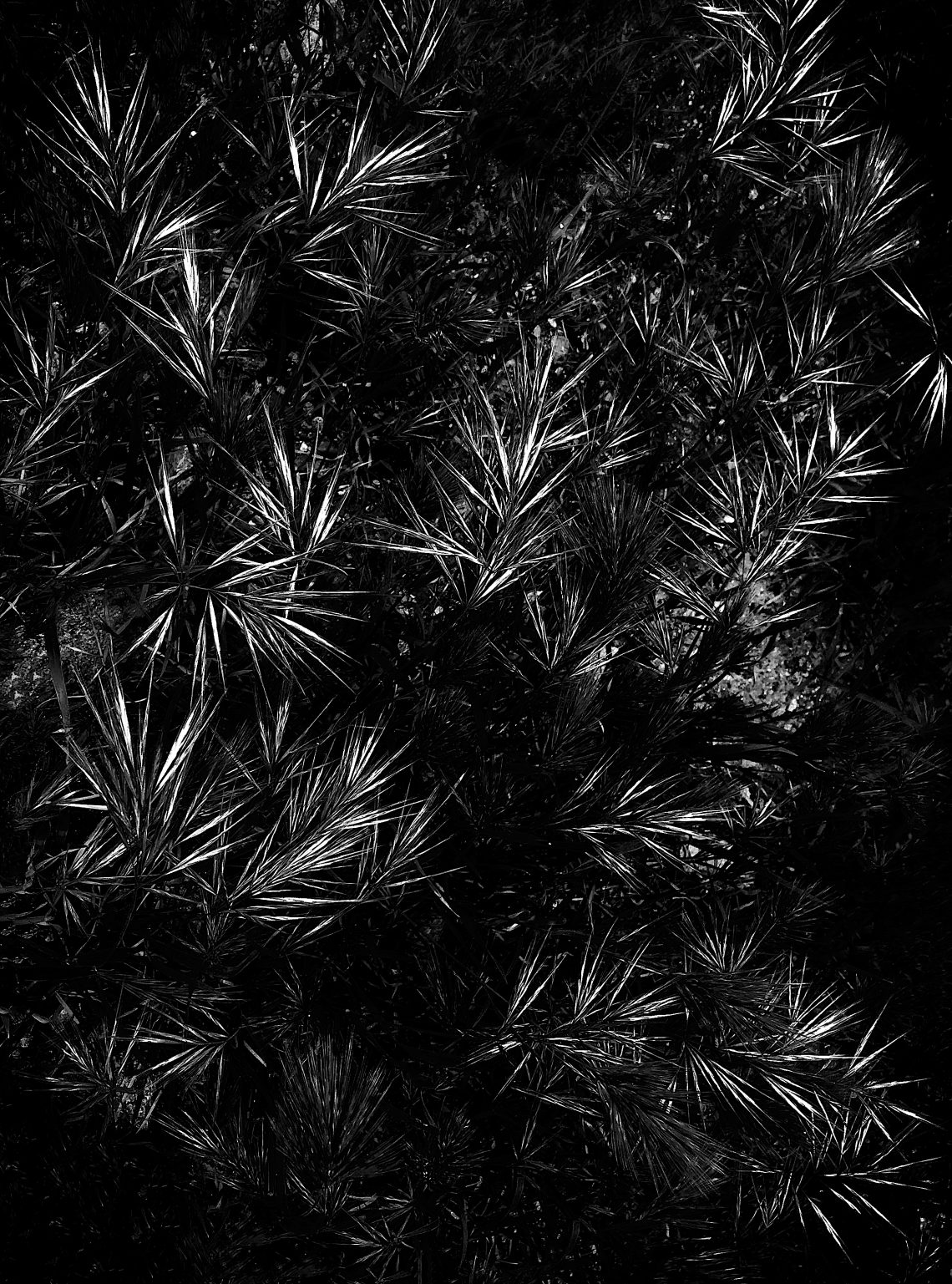 Santa Fe Marketplace Arizona Fescue / a Native Bunchgrass Product Image: Arizona Fescue / a Native Bunchgrass